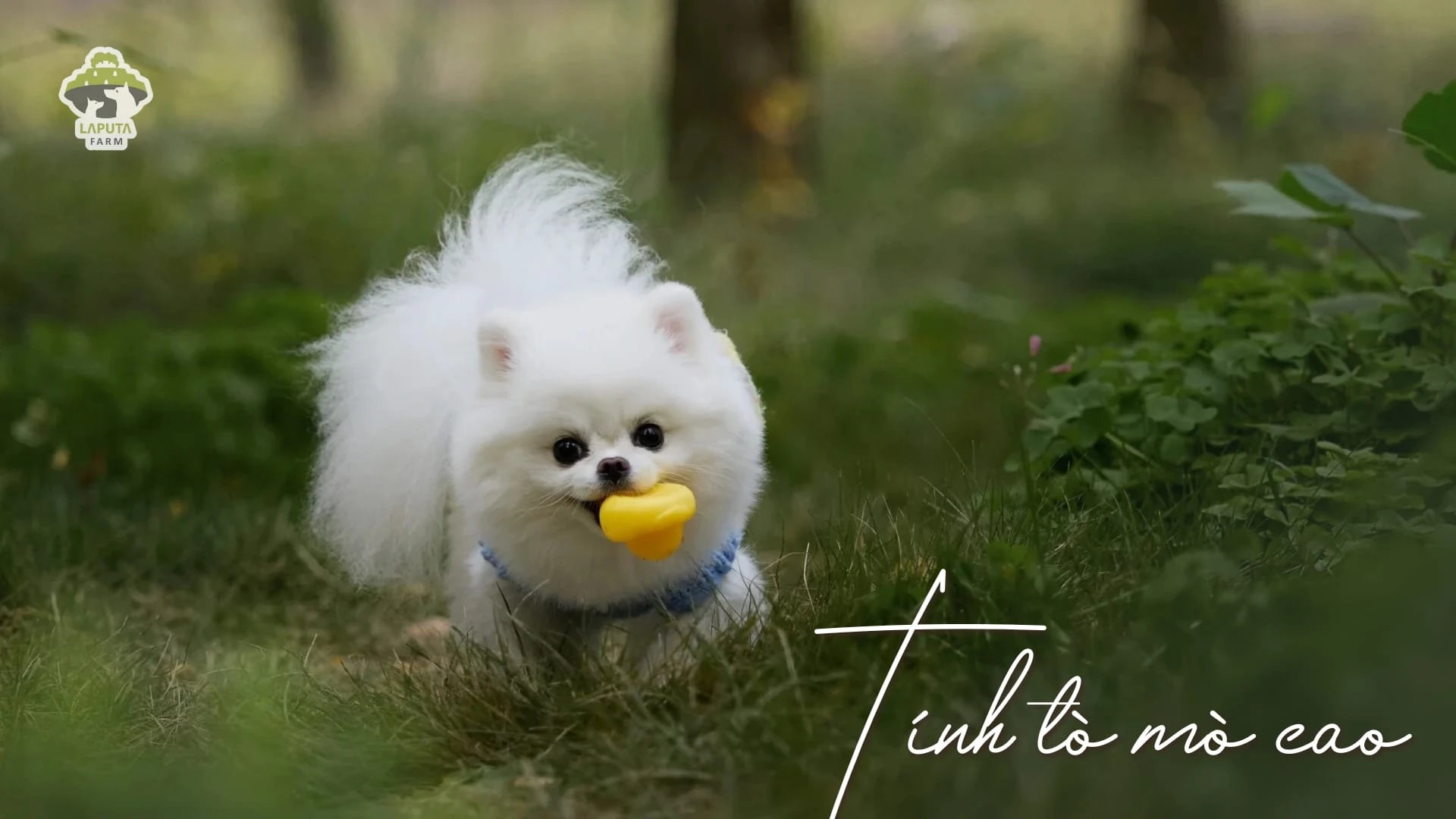 Chó Phốc sóc giá bao nhiêu? Địa chỉ mua chó Pomeranian giá rẻ