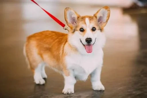 Có nên nuôi giống chó Corgi không? Cần lưu ý gì khi nuôi Corgi? (2020)