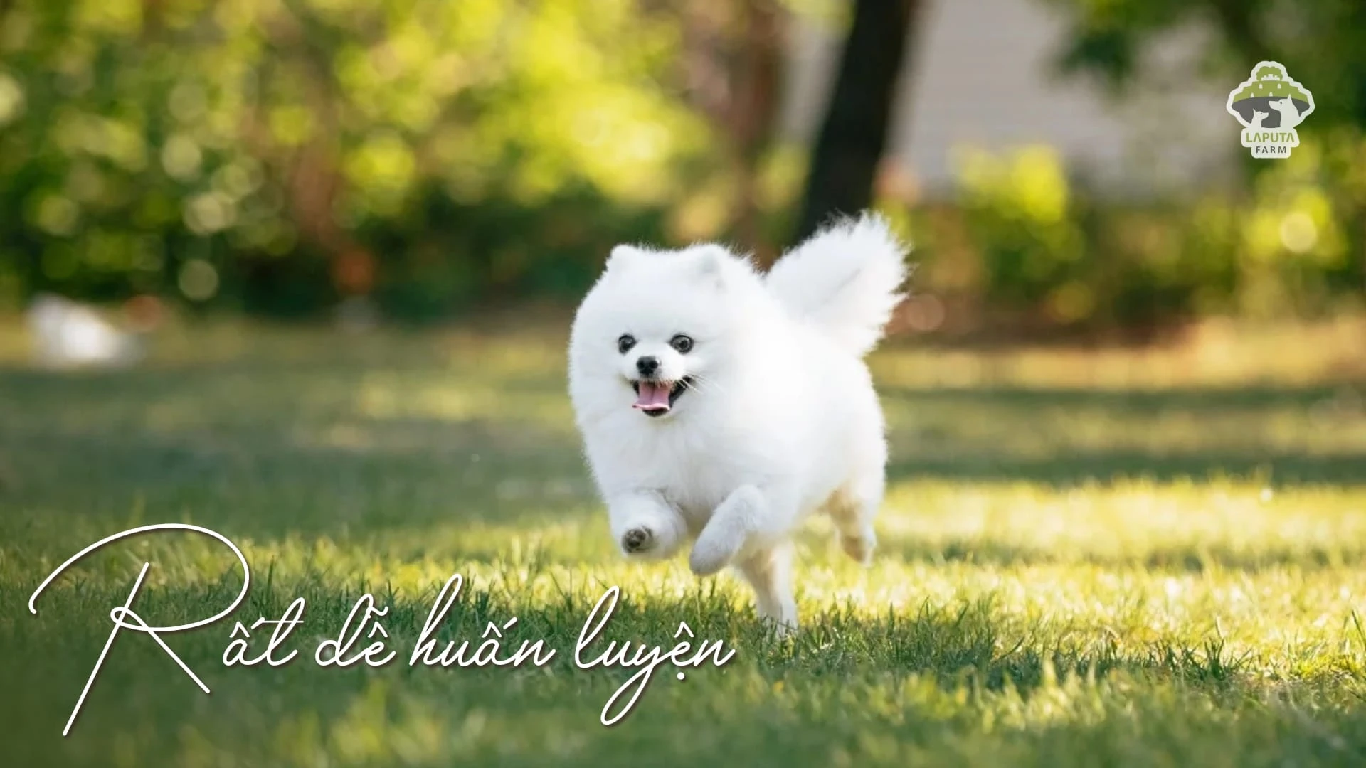 Chó Phốc sóc giá bao nhiêu? Địa chỉ mua chó Pomeranian giá rẻ