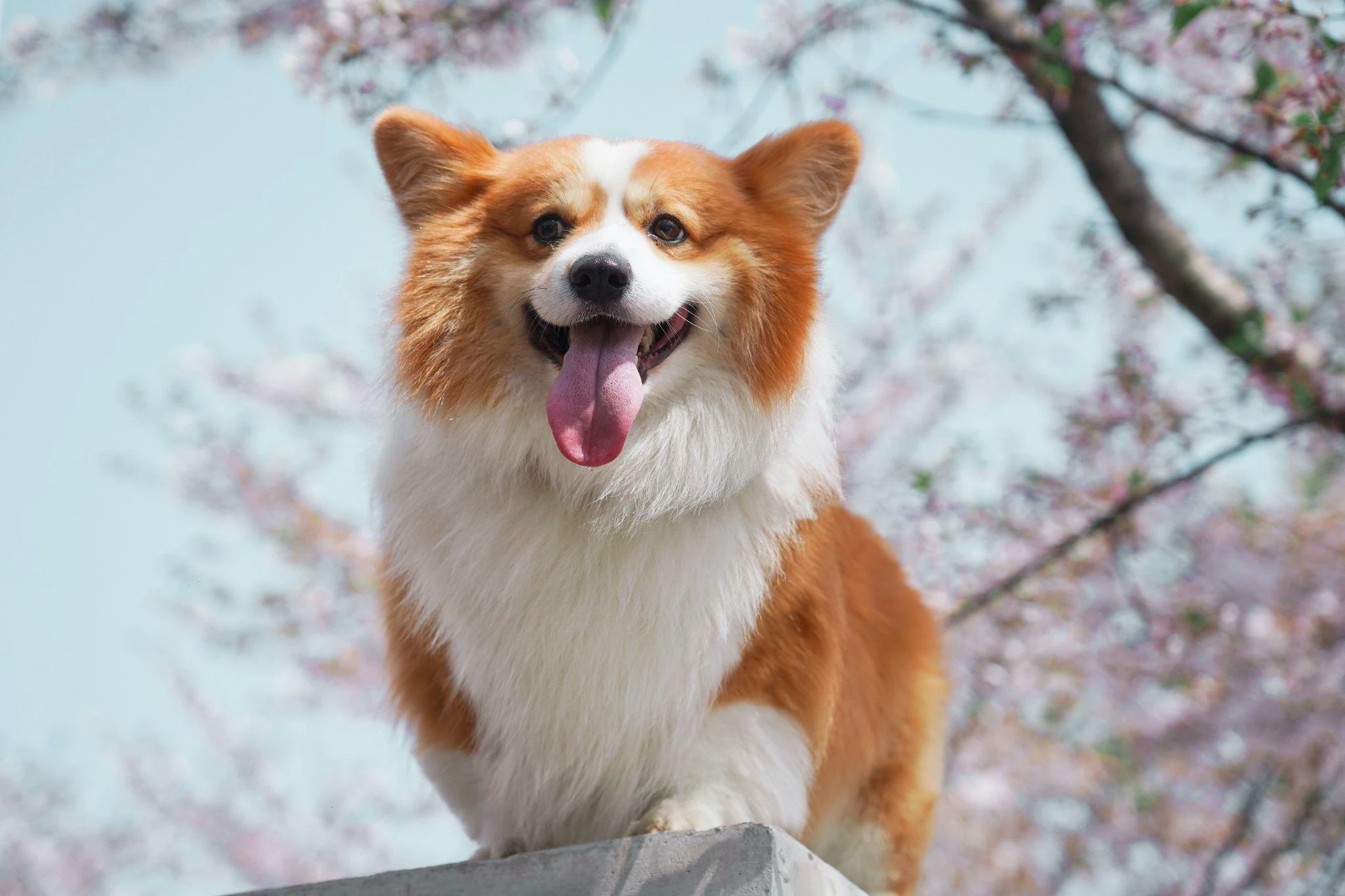 Khám Phá Đặc Điểm Nổi Bật Của Chó Corgi