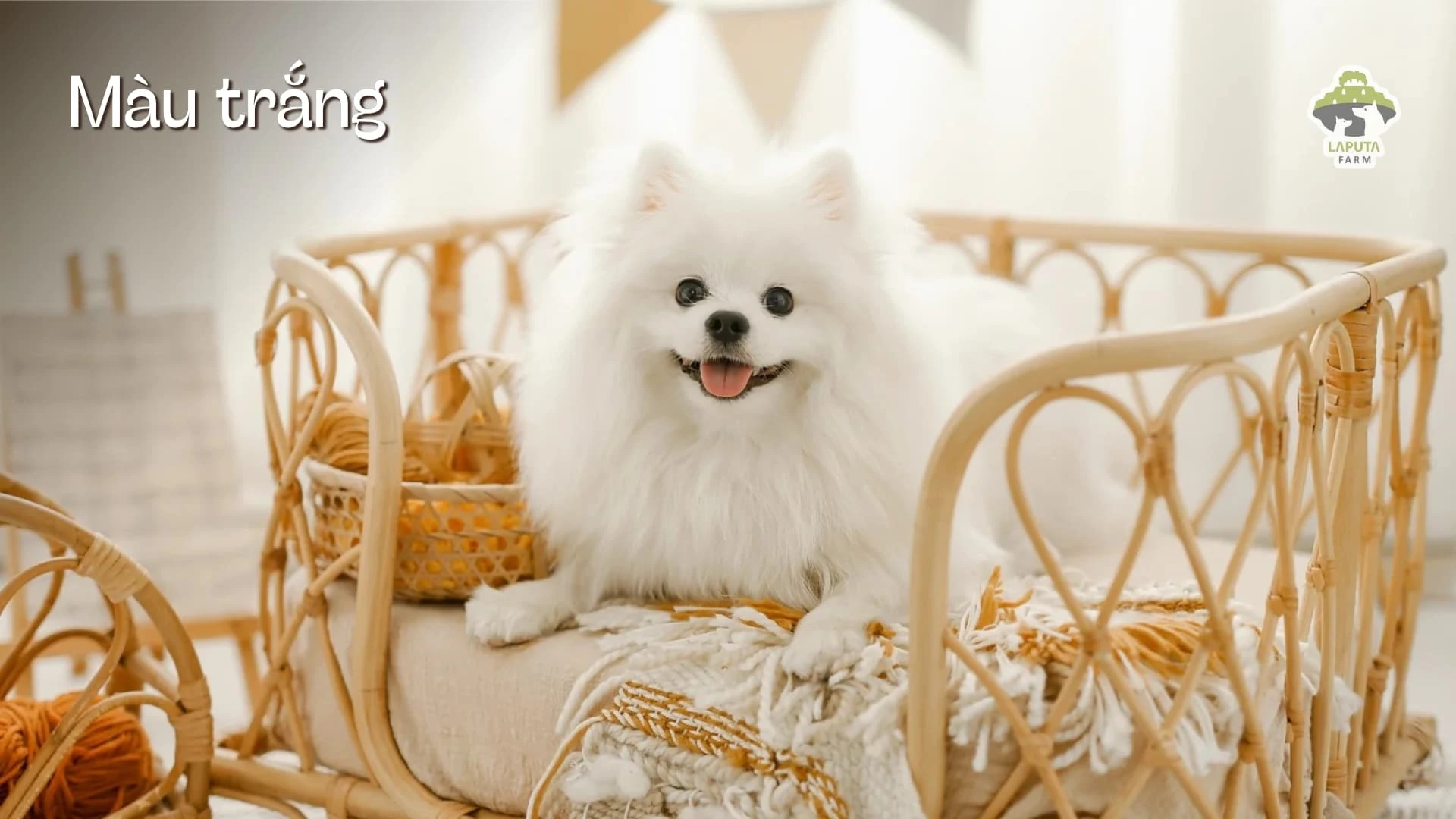 Chó Phốc sóc giá bao nhiêu? Địa chỉ mua chó Pomeranian giá rẻ