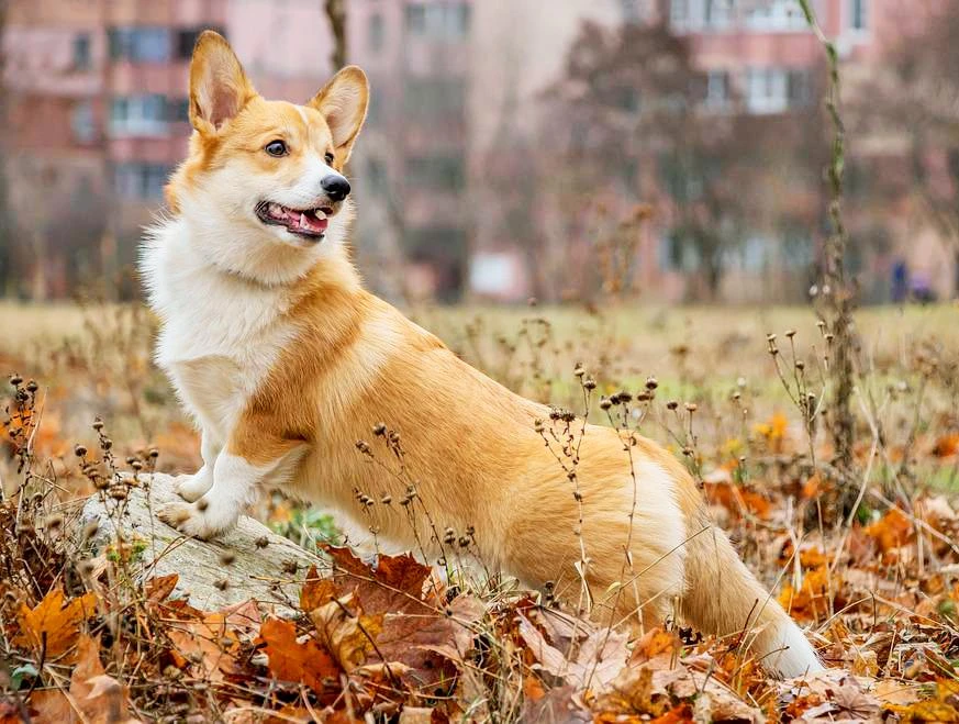 Chó Corgi - Nguồn gốc, đặc điểm và cách chăm sóc tốt nhất