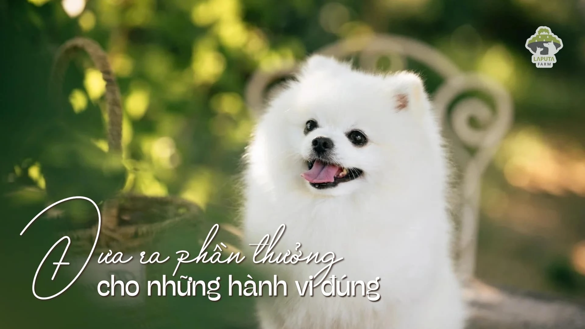 Chó Phốc sóc giá bao nhiêu? Địa chỉ mua chó Pomeranian giá rẻ