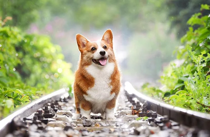 Chó Corgi - Nguồn gốc, đặc điểm và cách chăm sóc tốt nhất