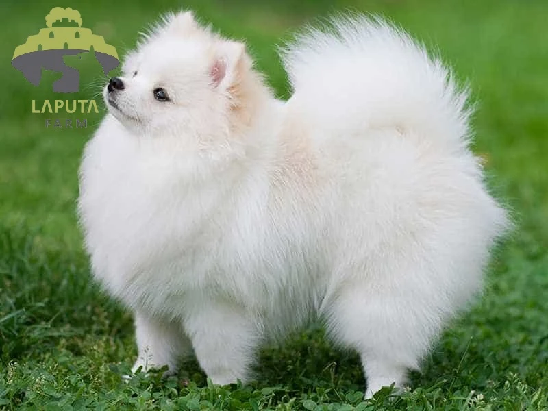 Chó Phốc sóc giá bao nhiêu? Địa chỉ mua chó Pomeranian giá rẻ