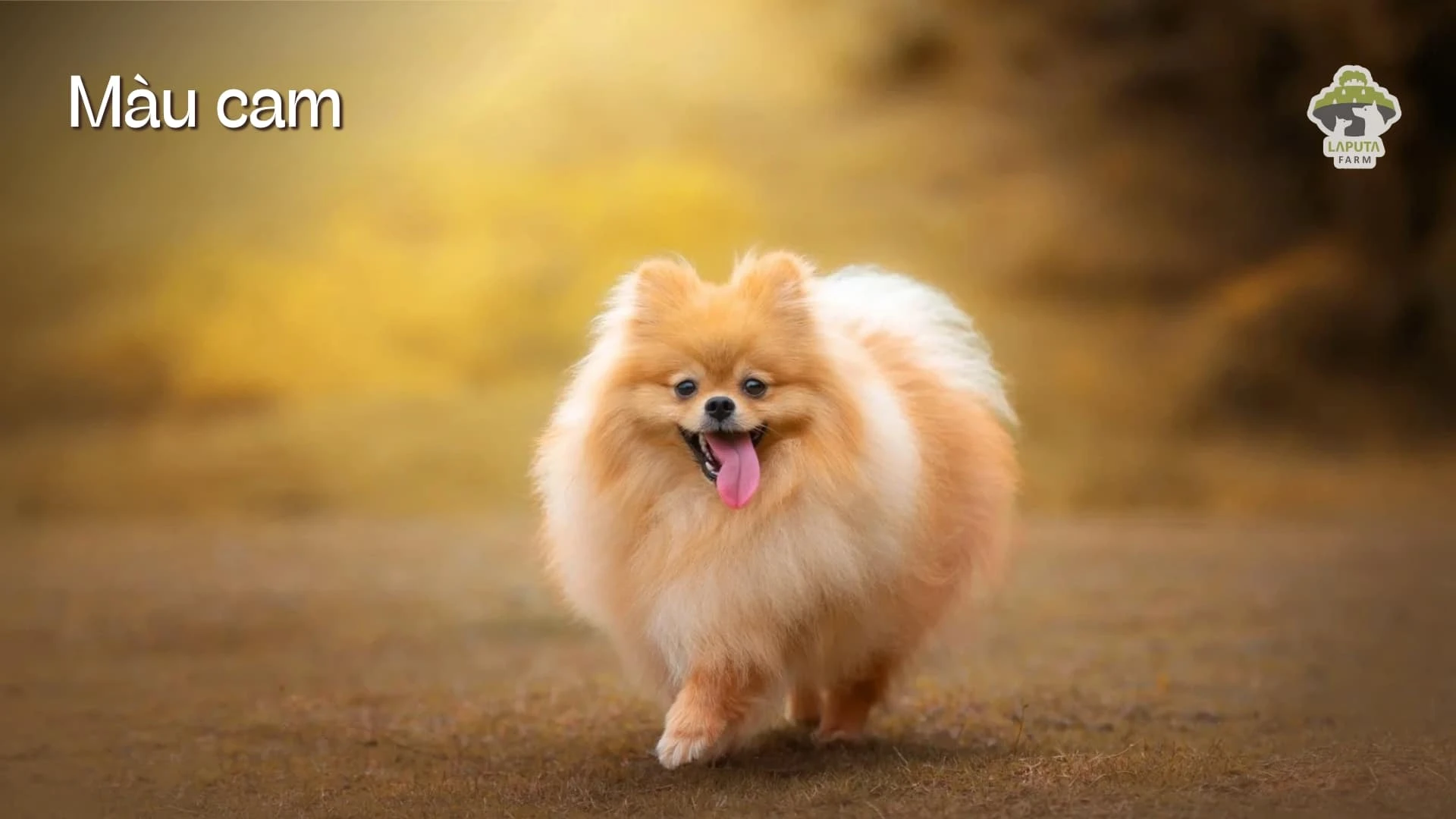 Chó Phốc sóc giá bao nhiêu? Địa chỉ mua chó Pomeranian giá rẻ