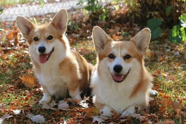 Có nên nuôi giống chó Corgi không? Cần lưu ý gì khi nuôi Corgi? (2020)