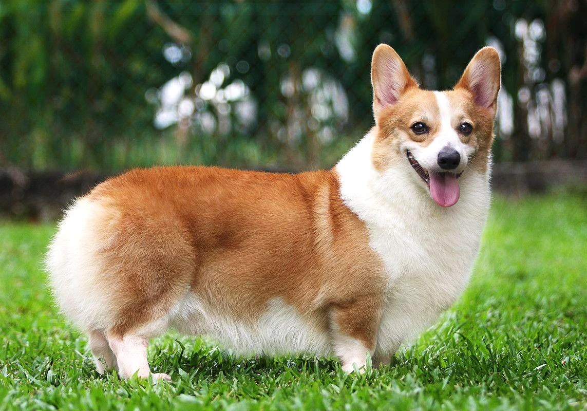 Chó Corgi - Nguồn gốc, đặc điểm và cách chăm sóc tốt nhất