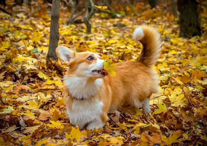 Chó Corgi - Nguồn gốc, đặc điểm và cách chăm sóc tốt nhất