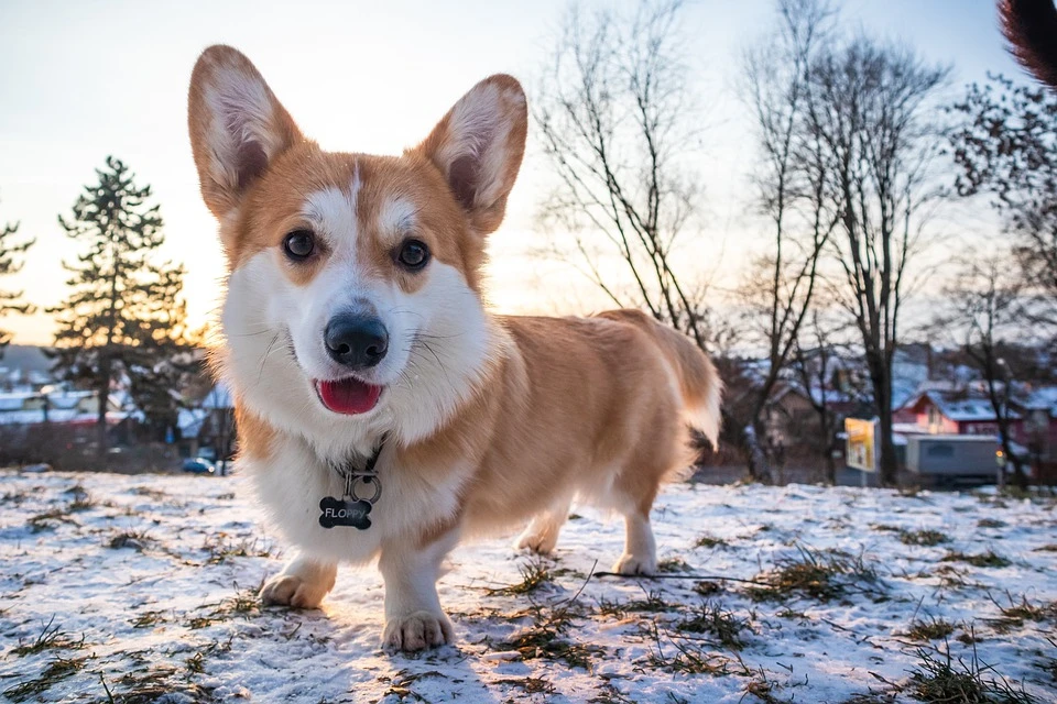 Chó Corgi - Nguồn gốc, đặc điểm và cách chăm sóc tốt nhất