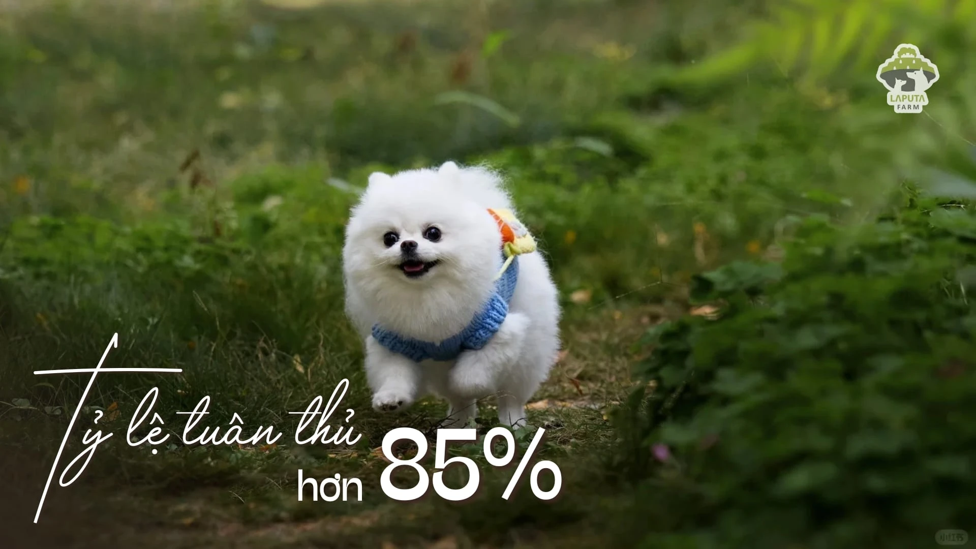 Chó Phốc sóc giá bao nhiêu? Địa chỉ mua chó Pomeranian giá rẻ