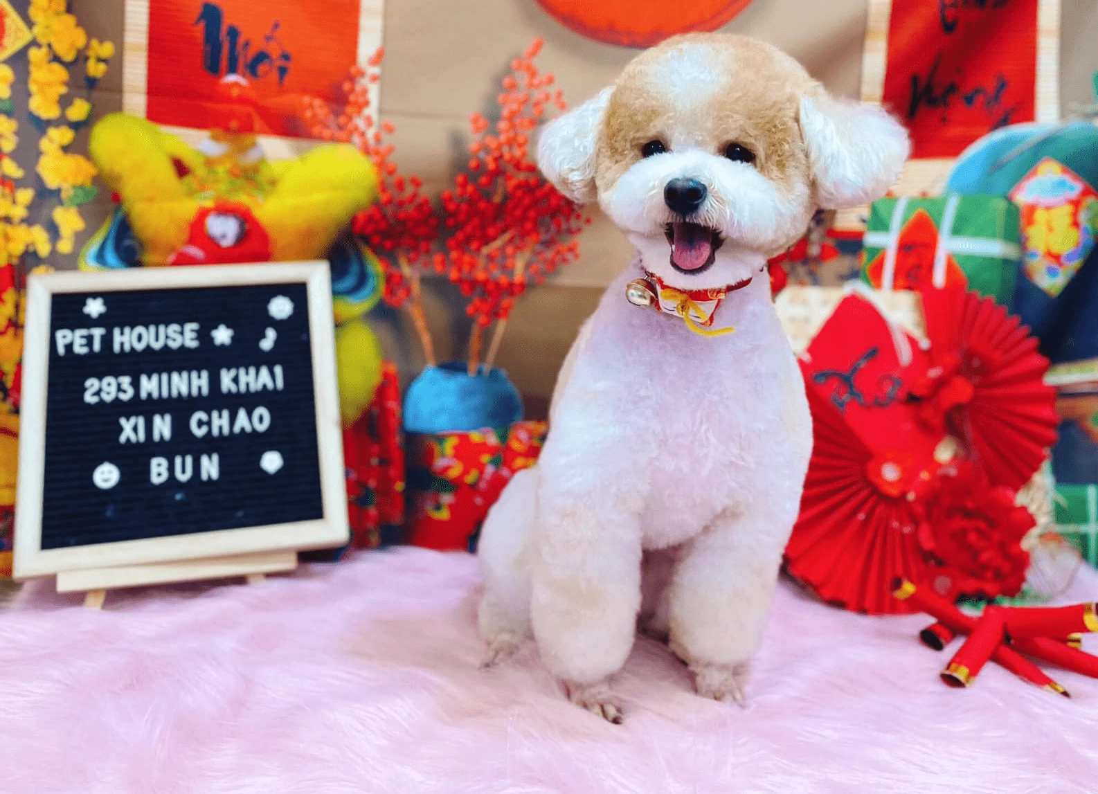 Chó Poodle đẹp tại Pet House - Giống chó không rụng lông