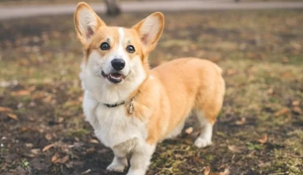 Có nên nuôi giống chó Corgi không? Cần lưu ý gì khi nuôi Corgi? (2020)