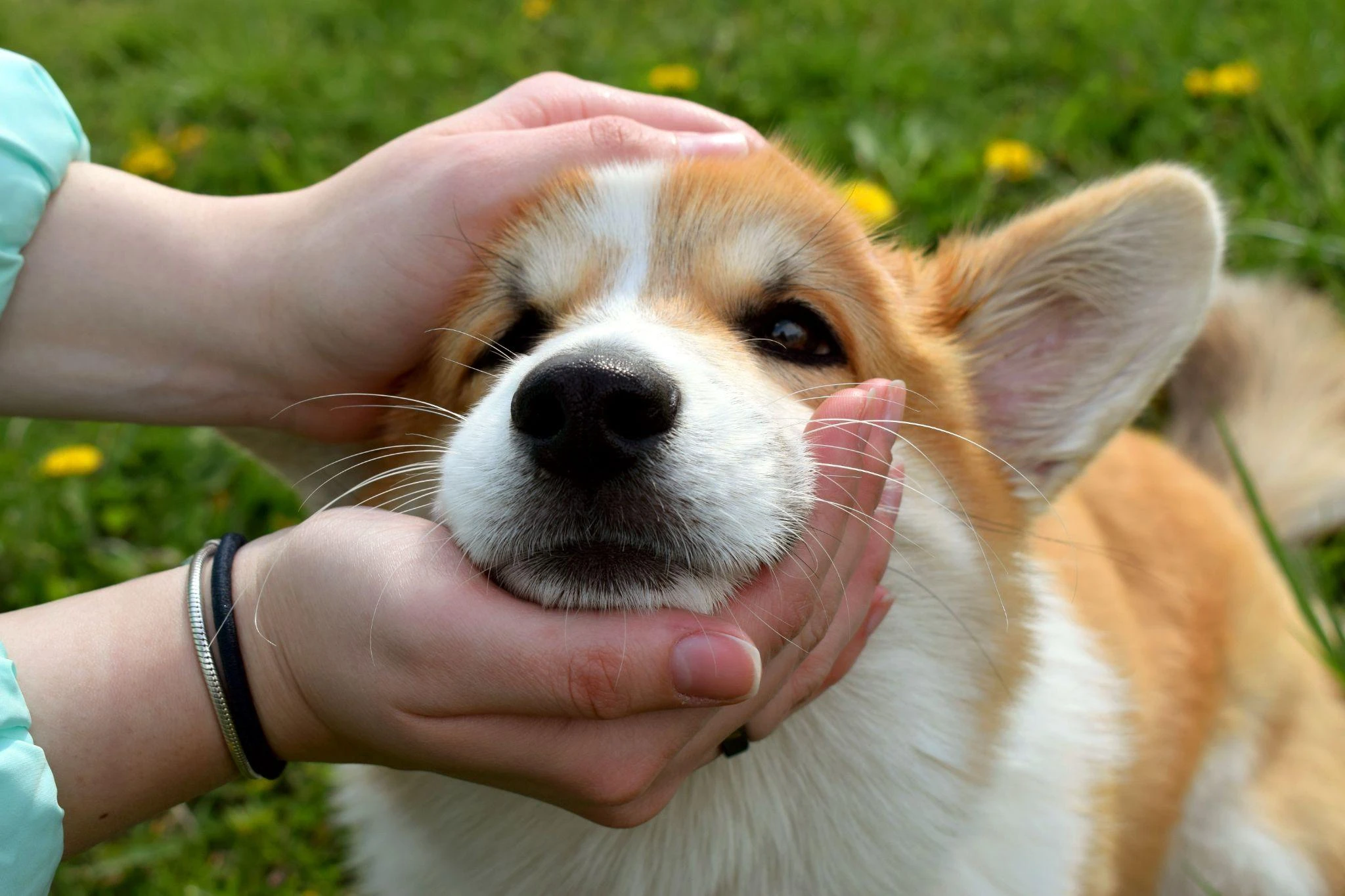 Chó Corgi - Nguồn gốc, đặc điểm và cách chăm sóc tốt nhất