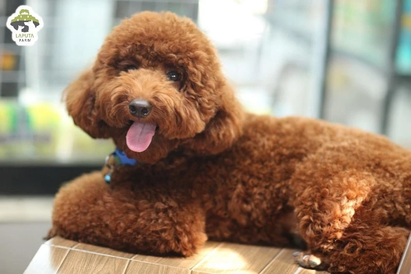 Chó Poodle giá bao nhiêu? Nguồn gốc, đặc điểm, chăm sóc