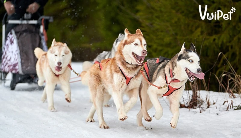 Tất tần tật A-Z về Chó Husky Sibir (chó ngáo) và Giá Chó Husky