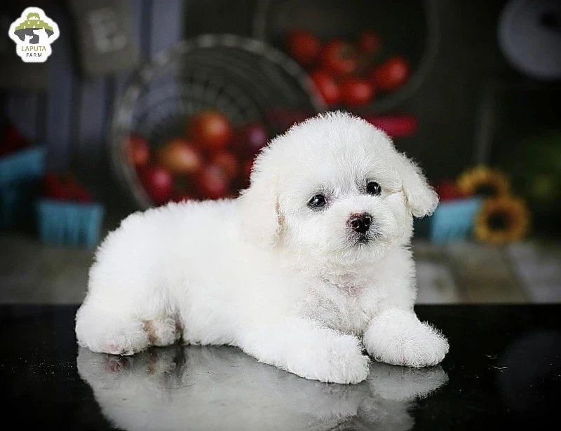 Chó Poodle giá bao nhiêu? Nguồn gốc, đặc điểm, chăm sóc