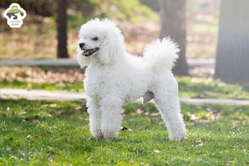 Chó Poodle giá bao nhiêu? Nguồn gốc, đặc điểm, chăm sóc