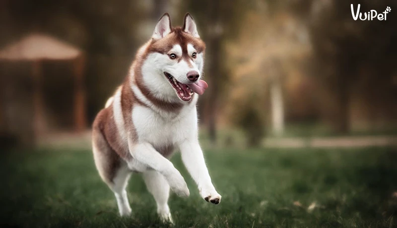 Tất tần tật A-Z về Chó Husky Sibir (chó ngáo) và Giá Chó Husky