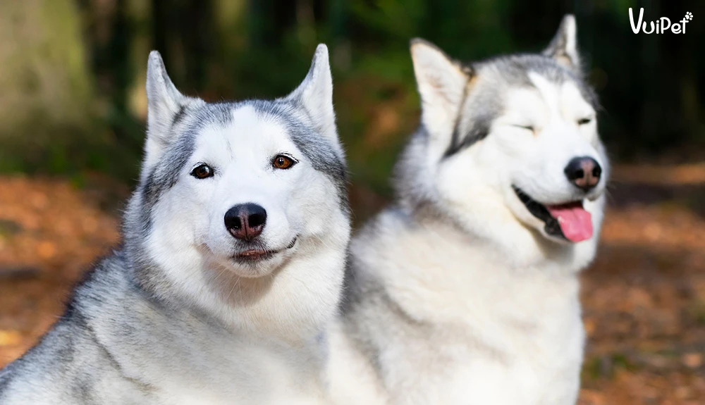 Tất tần tật A-Z về Chó Husky Sibir (chó ngáo) và Giá Chó Husky