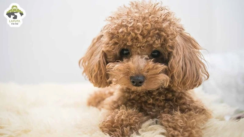 Chó Poodle giá bao nhiêu? Nguồn gốc, đặc điểm, chăm sóc