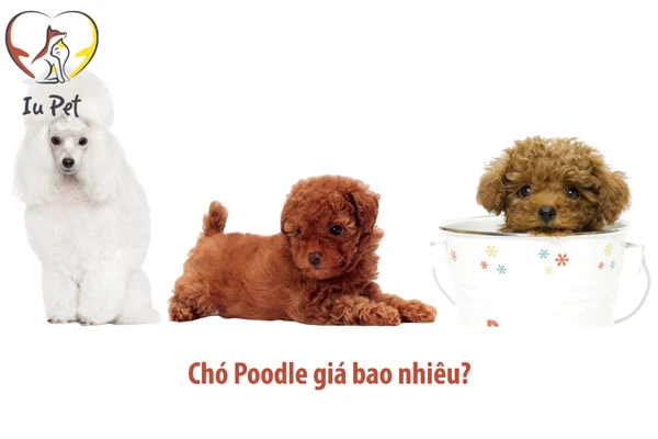 Giá chó Poodle là bao nhiêu? Bảng giá bán chó Poodle 2025