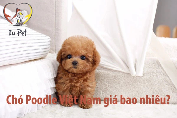 Giá chó Poodle là bao nhiêu? Bảng giá bán chó Poodle 2025