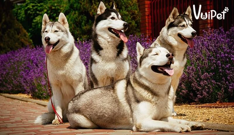 Tất tần tật A-Z về Chó Husky Sibir (chó ngáo) và Giá Chó Husky