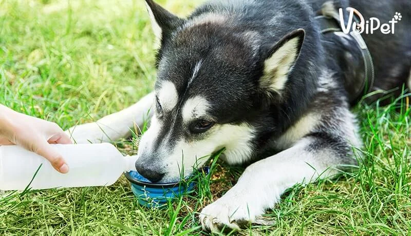 Tất tần tật A-Z về Chó Husky Sibir (chó ngáo) và Giá Chó Husky