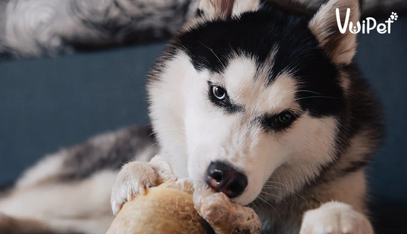 Tất tần tật A-Z về Chó Husky Sibir (chó ngáo) và Giá Chó Husky