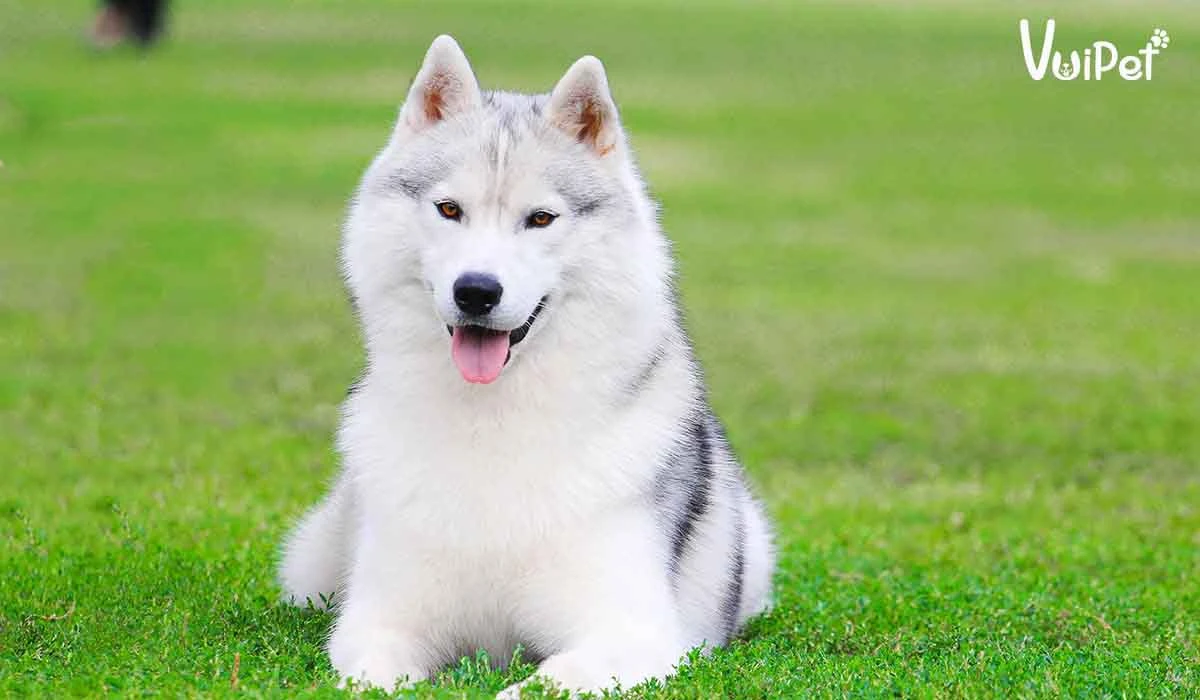 Tất tần tật A-Z về Chó Husky Sibir (chó ngáo) và Giá Chó Husky