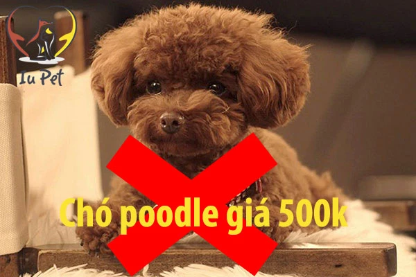 Giá chó Poodle là bao nhiêu? Bảng giá bán chó Poodle 2025