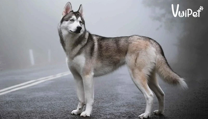 Tất tần tật A-Z về Chó Husky Sibir (chó ngáo) và Giá Chó Husky