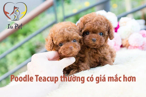 Giá chó Poodle là bao nhiêu? Bảng giá bán chó Poodle 2025