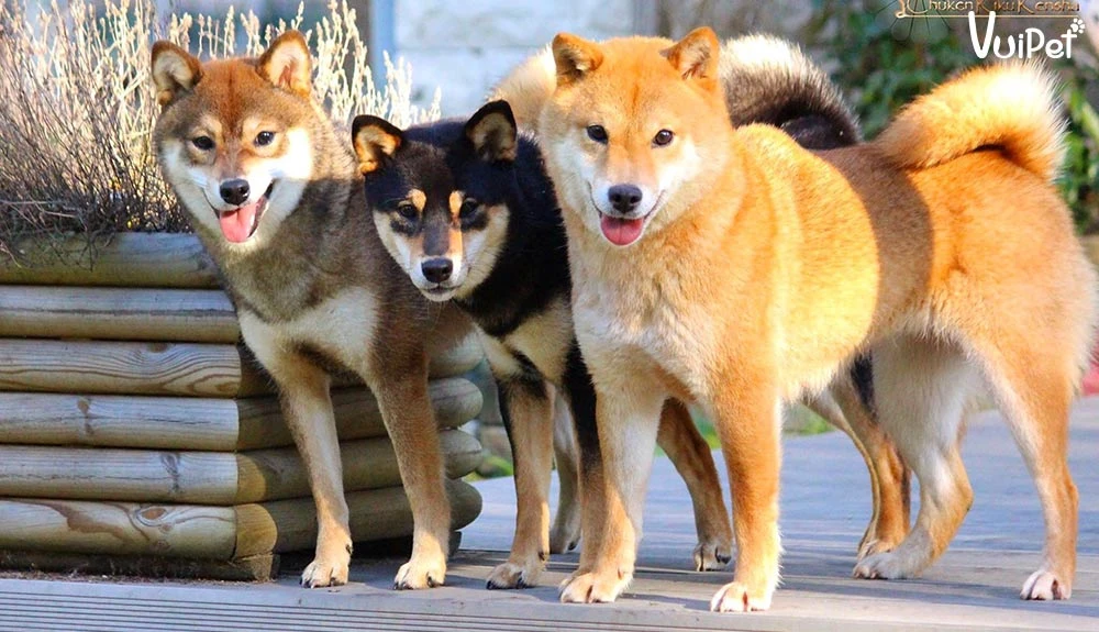 Chó Shiba bao nhiêu tiền? Giá Chó Shiba thuần chủng 2024