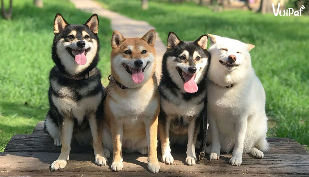 Chó Shiba bao nhiêu tiền? Giá Chó Shiba thuần chủng 2024