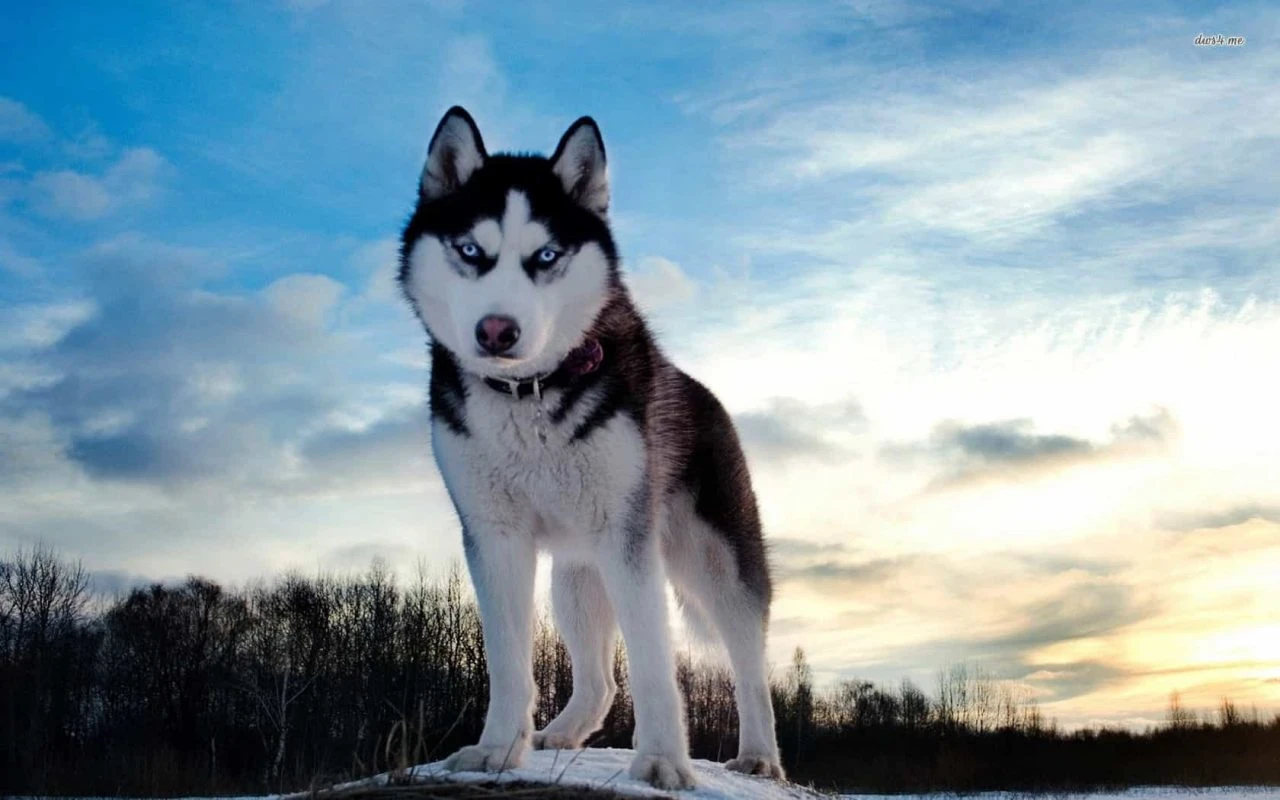 Những thông tin thú vị về chó Husky mà có thể bạn chưa biết.