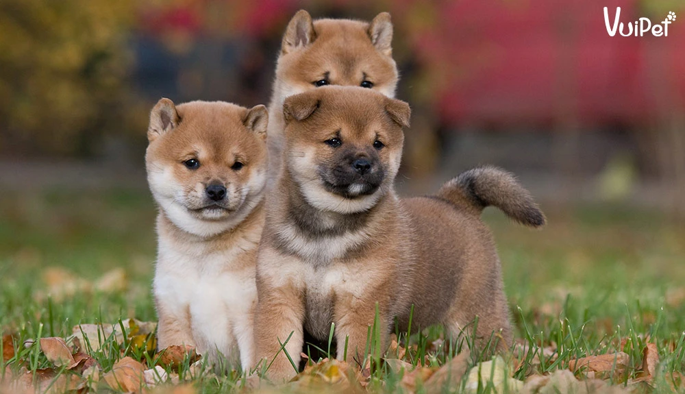 Chó Shiba bao nhiêu tiền? Giá Chó Shiba thuần chủng 2024