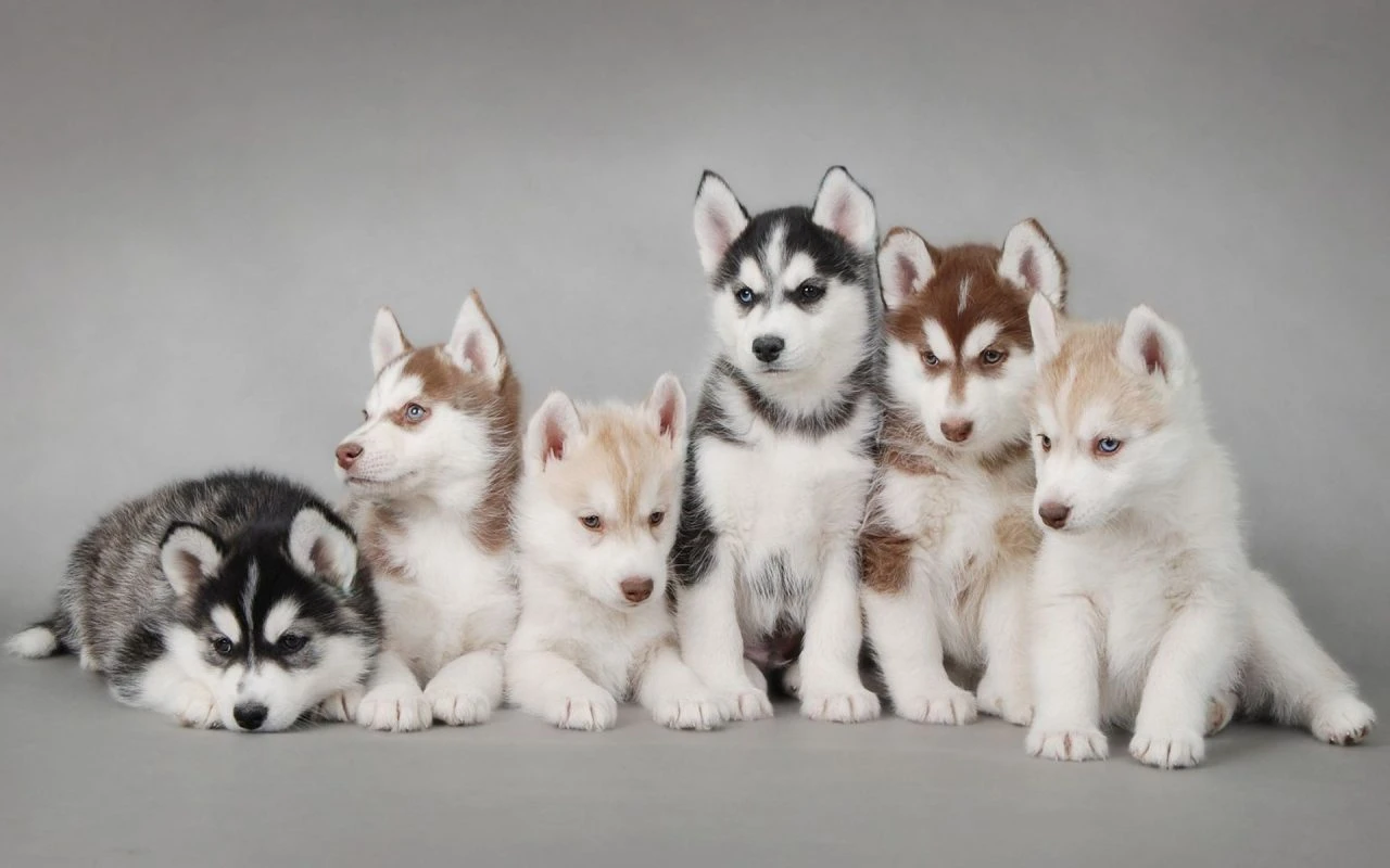 Những thông tin thú vị về chó Husky mà có thể bạn chưa biết.