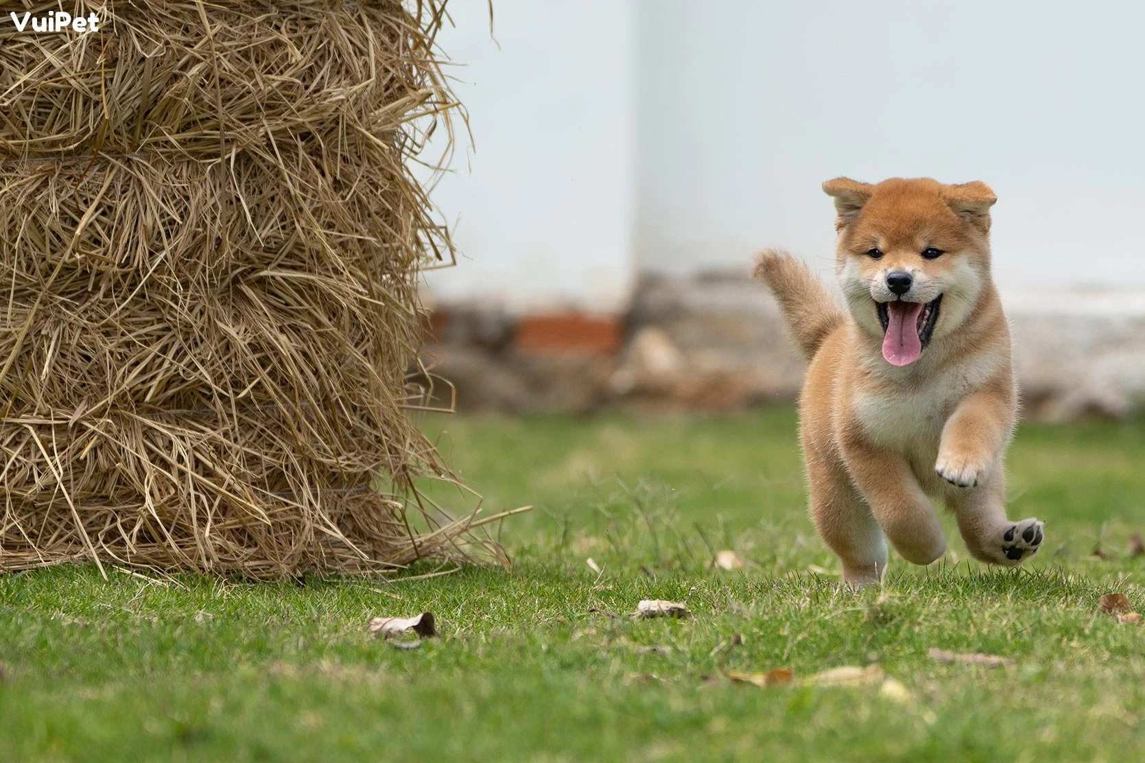 Chó Shiba bao nhiêu tiền? Giá Chó Shiba thuần chủng 2024