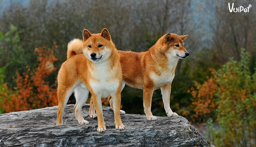 Chó Shiba bao nhiêu tiền? Giá Chó Shiba thuần chủng 2024