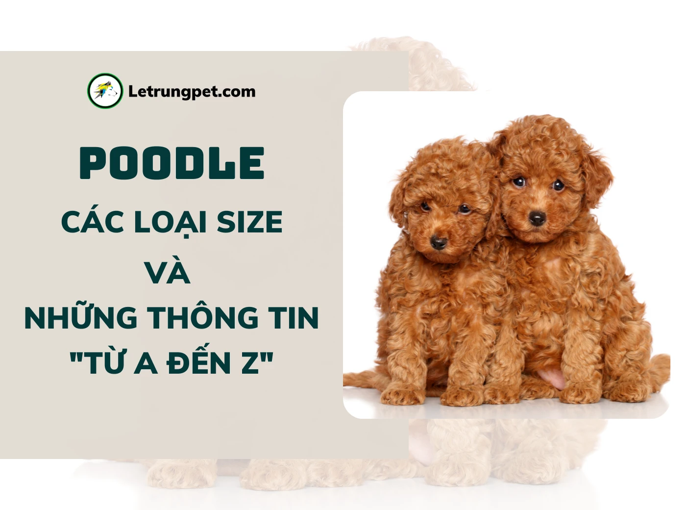 Letrungpet.com - Chuyên phối giống & mua bán chó mèo thuần chủng