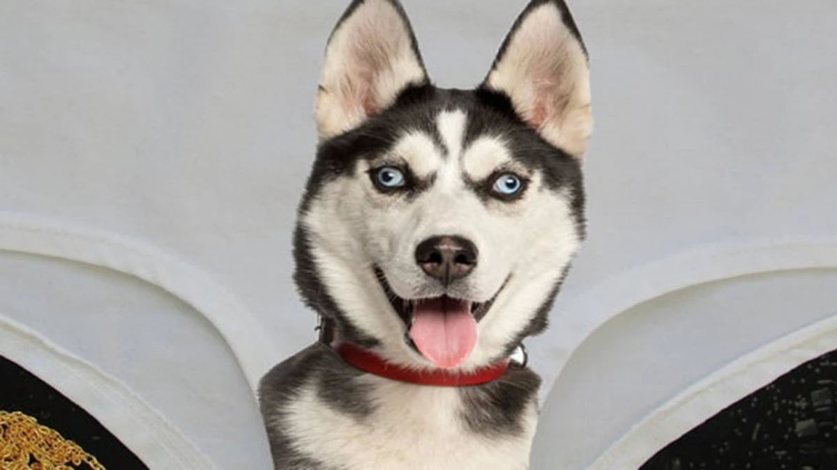 Những thông tin thú vị về chó Husky mà có thể bạn chưa biết.