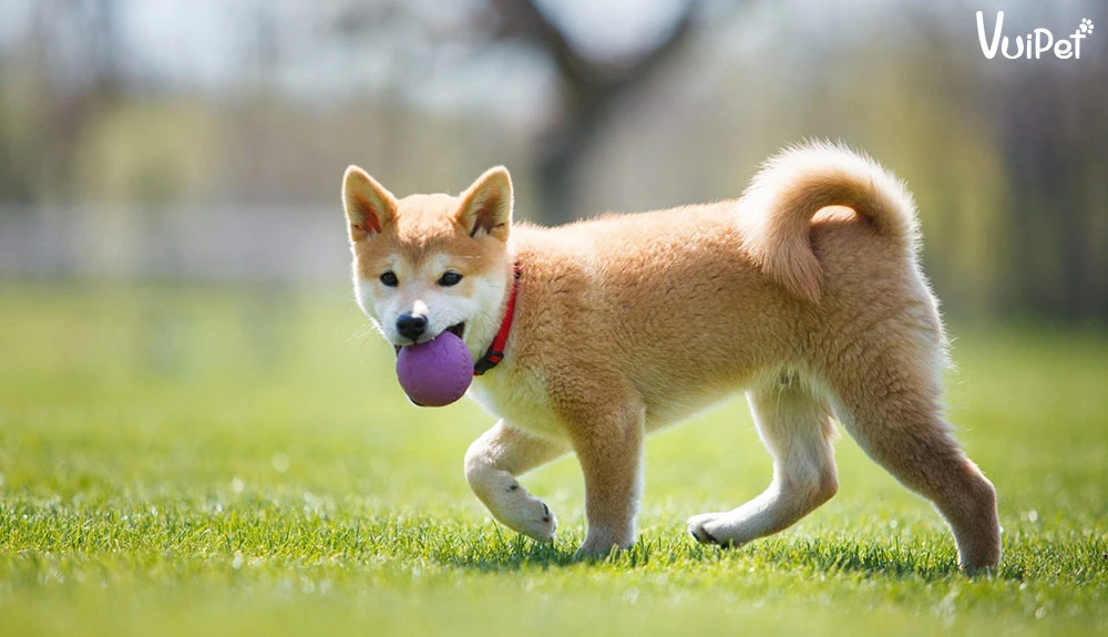 Chó Shiba bao nhiêu tiền? Giá Chó Shiba thuần chủng 2024