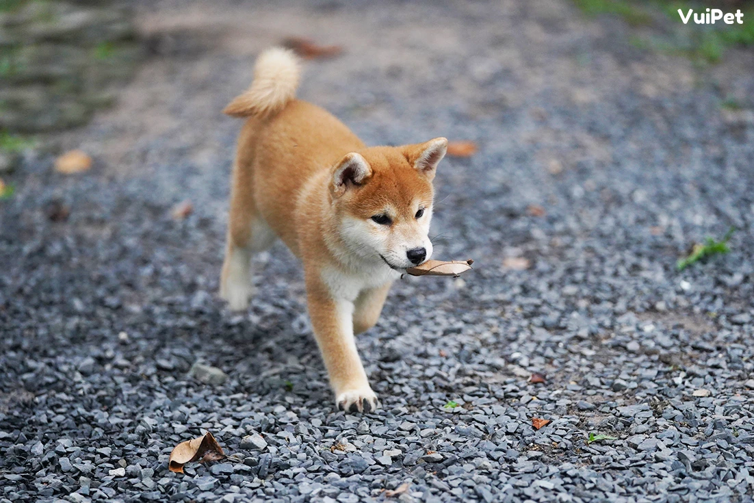 Chó Shiba bao nhiêu tiền? Giá Chó Shiba thuần chủng 2024