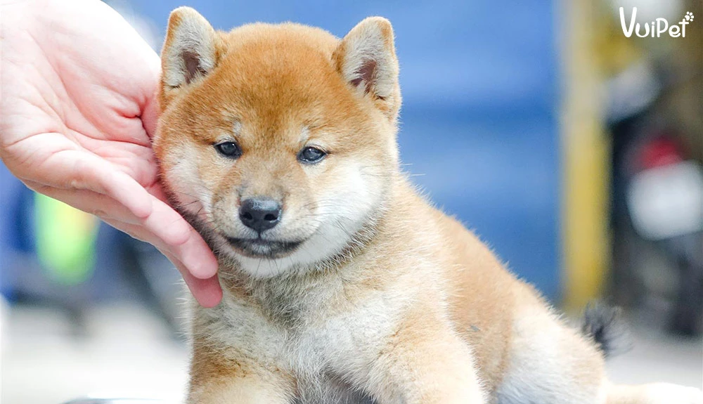 Chó Shiba bao nhiêu tiền? Giá Chó Shiba thuần chủng 2024