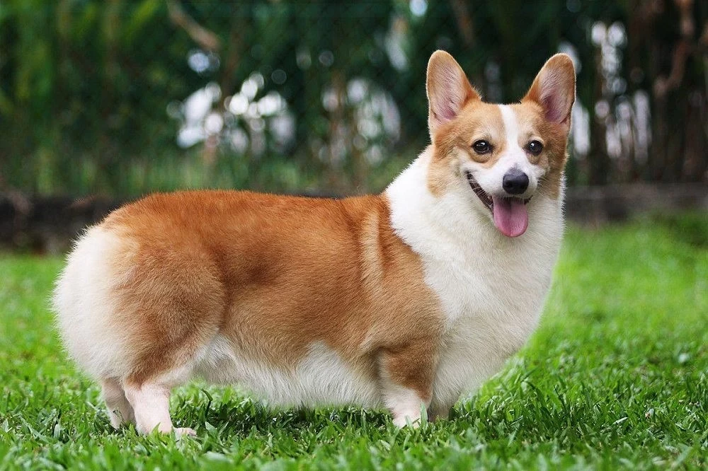 Chó Corgi - Đặc điểm, tính cách, bảng giá và cách chăm sóc