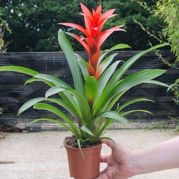 Cây phong lộc hoa hợp mệnh gì và ý nghĩa phong thủy