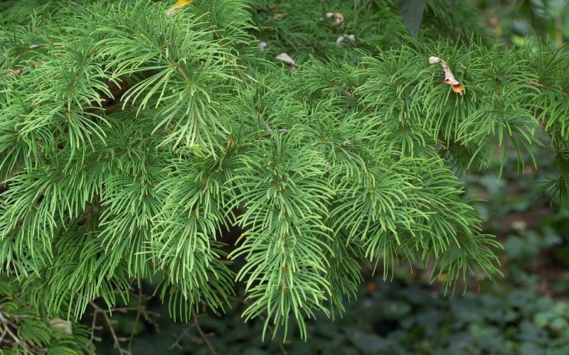 Cây thông lá kim và giá trị văn hóa độc đáo của nó