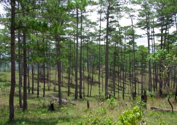 Cây xà nu và ý nghĩa biểu tượng trong văn hóa Tây Nguyên